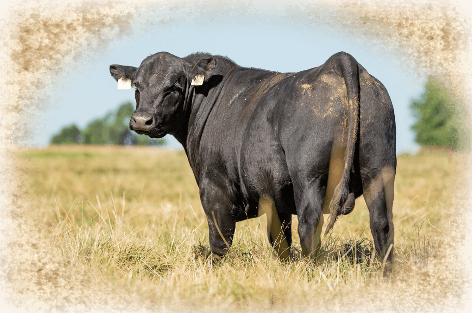 Worthington Angus