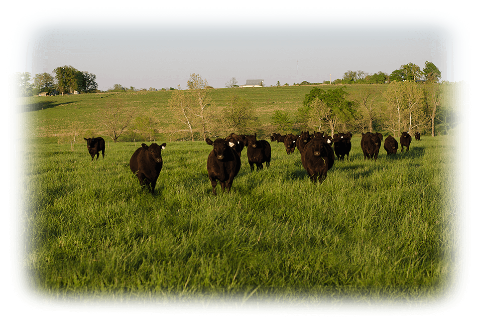 Worthington Angus