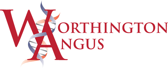Worthington Angus